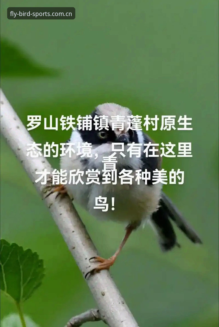 小鸟体育功能介绍怎么下载 揭秘小鸟体育平台:功能深度解析与最新版本下载全攻略